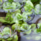 Wasserlilie