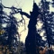 Baum-Zombie an der Benediktenwand