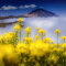 Frühling am Teide
