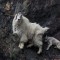 Mountain Goat mit Nachwuchs /wildlife Kanada