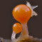 Myxomyceten-Fruchtkörper