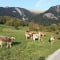 kühe in den Bergen