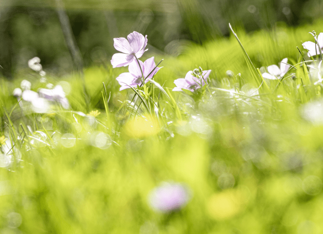 <p>Legendär: Anemonen, entstanden aus den Blutstropfen ihres Liebhabers Adonis.</p>