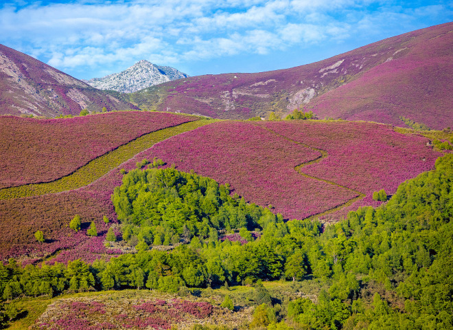 <p>In Asturien, genauer gesagt, im Kantabrischen Gebirge blüht im Juni das Heidekraut und verwandelt die Landschaft in ein sagenhaftes Farbenspiel. </p>
