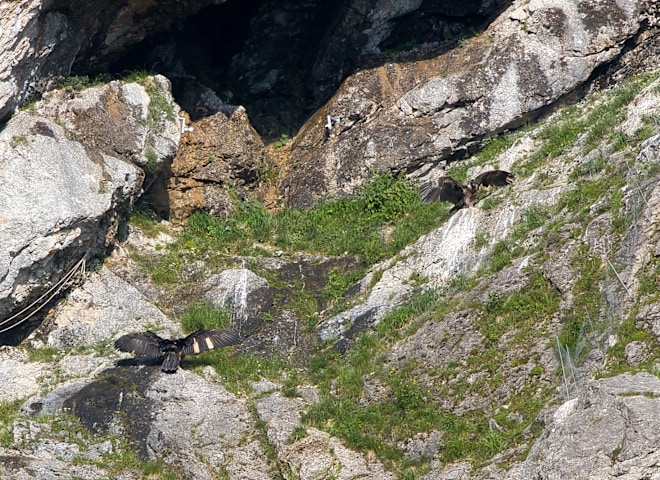 <p>Bartgeier Wiggerl und Vinzenz in der Felsnische</p>