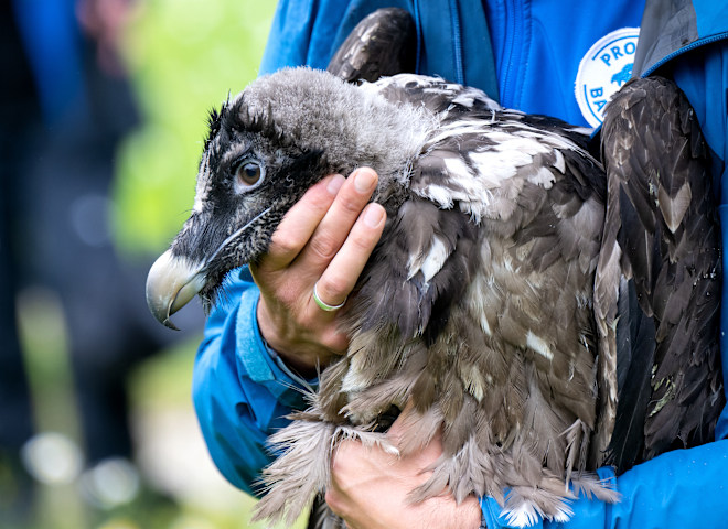 <p>Ein Mitarbeiter im Nationalpark Berchtesgaden zeigt das Bartgeierweibchen Recka vor ihrer Auswilderung.</p>