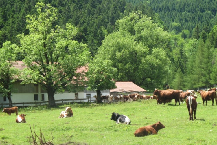 Schlipfgrubalm - © Chiemsee-Alpenland Tourismus