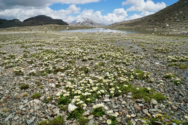 Ein Meer von Gletscher-Hahnenfuss in der Nähe der Fuorcla Pischa.