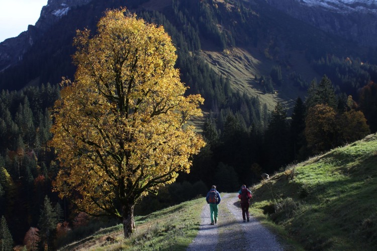 Schlussetappe auf Almstraße