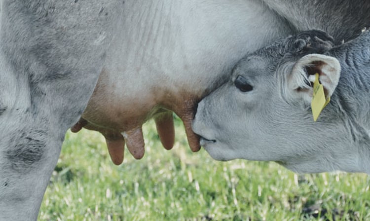 Milch frisch aus der Kuh: vielleicht naturverbunden, aber nicht (immer) gesund.