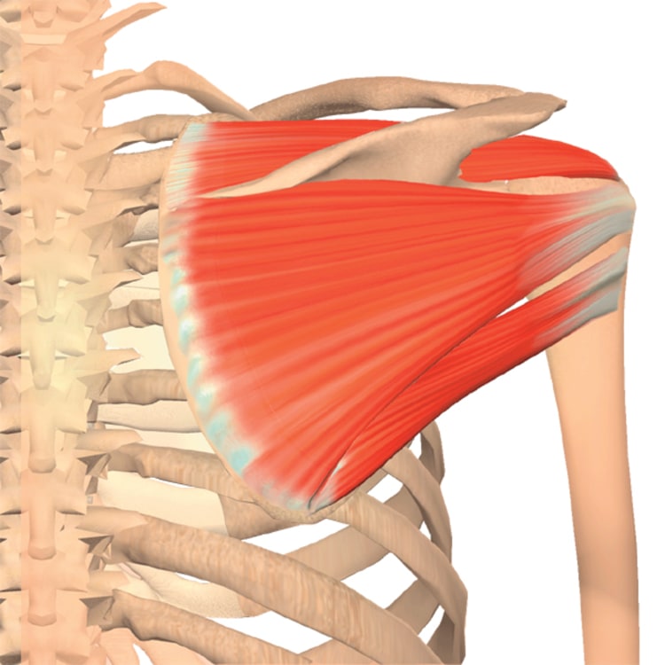 Die Muskeln der Rotatorenmanschette halten den Oberarm in Position.
