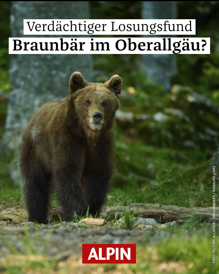 <p>Begegnungen sind äußerst selten: Braunbären meiden Menschen.</p>