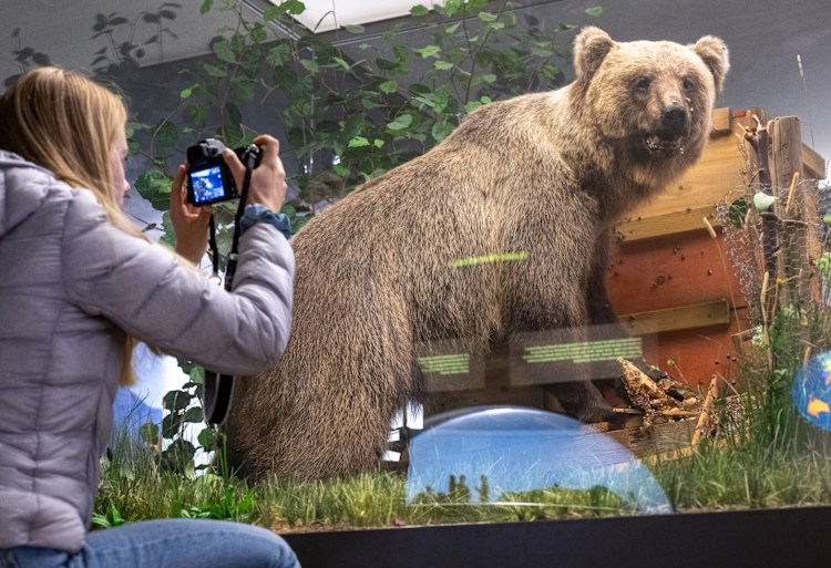 <p>Einst Problembär, nun ausgestellt: Der ausgestopfte Braunbär "Bruno" im Museum "Mensch und Natur" in München.</p>
