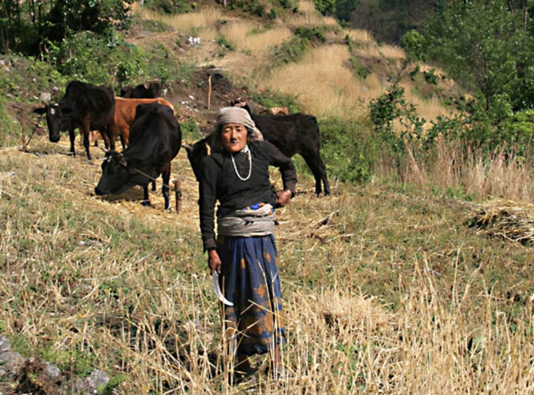 <p>Schwerstarbeit: Nepalesische Bäuerin auf dem Feld.</p>