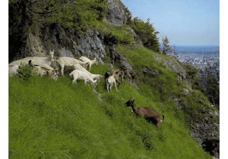 Hauptstadtgämse bei der Arbeit.