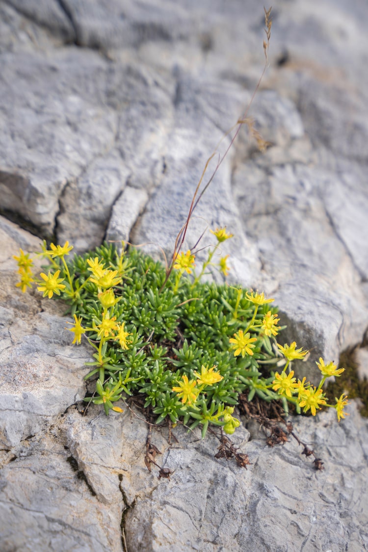 <p>Der Fetthennen-Steinbrech blüht als Überlebenskünstler am Hochplateau. </p>