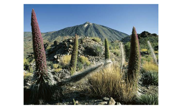 <p>Am Fuß des Pico del Teide wandert man durch einen wahren botanischen Garten.</p>