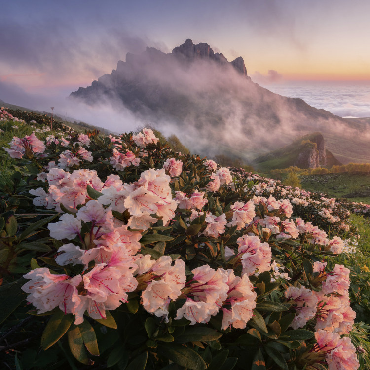 <p>Im westlichen Kaukasus sind nicht weniger als 6000 Tier- und Pflanzen­arten nachgewiesen. Ein einzigartiger Anblick ist sicher der Kaukasus-Rhododen­dron. Dieses und ein Füllhorn an weiteren spektakulären Bergbildern aus den wilden Gebirgswelten Europas finden sich im druckfrischen Bildband „Berge“. </p>