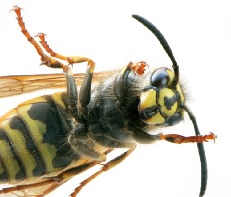 Schönes Tier, schmerzhafter Stich: Eine Wespe ist nicht immer gern gesehen. Bild: Digitalstock.
