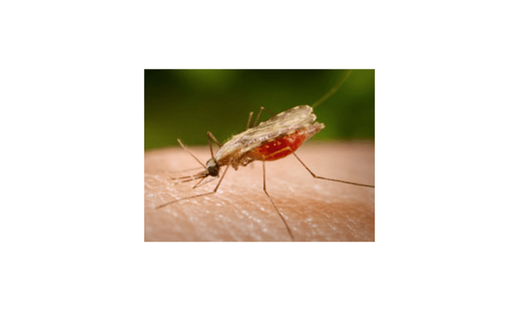 Lästig und unangenehm, wenn Stechmücken unbemerkt zustechen können.