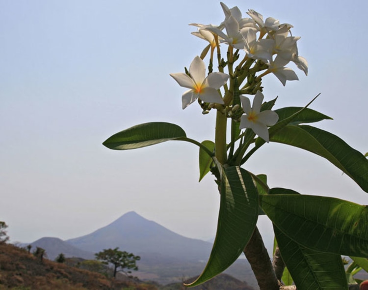 Schönes Bild: Nicaraguas Nationalpflanze, im Hintergrund der Prachtvulkan Momotombo.