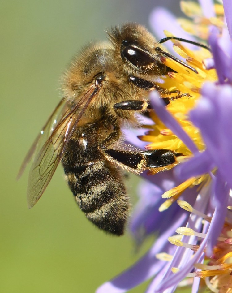 <p>Vom Artensterben bedroht: Eine Wildbiene bei der Arbeit.</p>