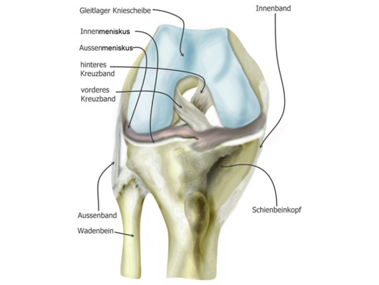 <p>Das vordere und das hintere Kreuzband sind kurze Bandstrukturen im Inneren des Knies. </p>