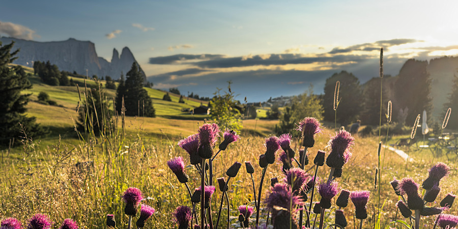 Die Top 10 Alpenregionen für euren Sommerurlaub 2026