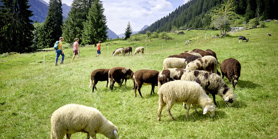 Bergwelt erleben: Sechs Themenwege im Alpenmosaik Montafon