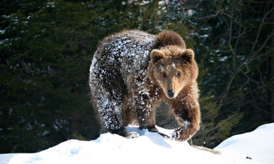 <p>Ausflügler: Schon früh im Jahr, im März oder April, sind die Braunbärenmännchen der Winterschlafhöhle entstiegen.</p>
