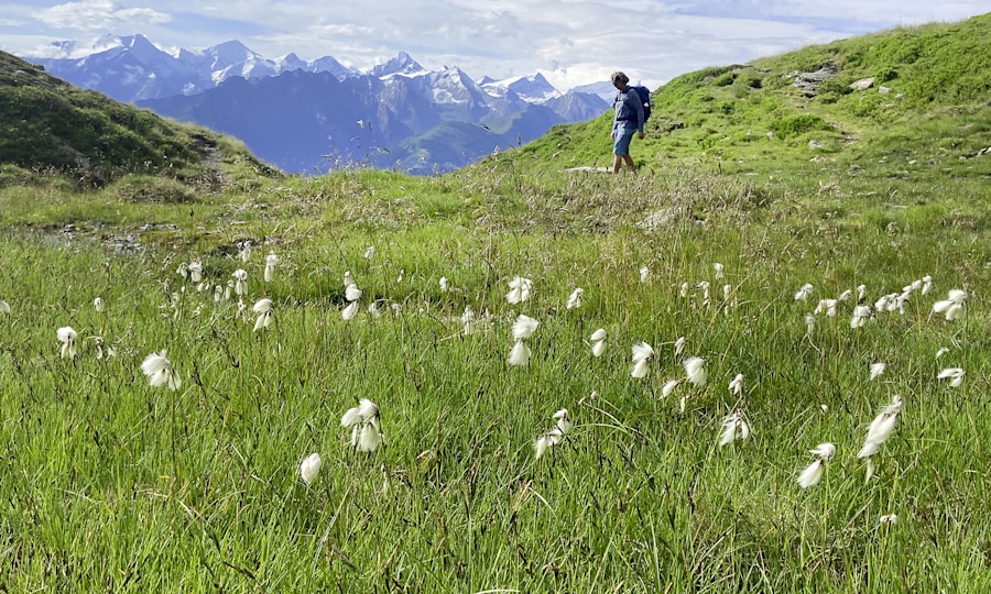 <p>Schauen und staunen: Blick vom Pinzgauer Spaziergang in die Hohen Tauern mit Wiesbachhorn (l.) und Kitzsteinhorn.</p>