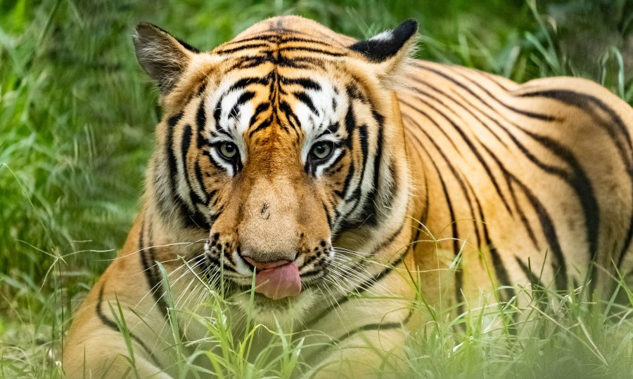 <p>Bengalischer Tiger </p>