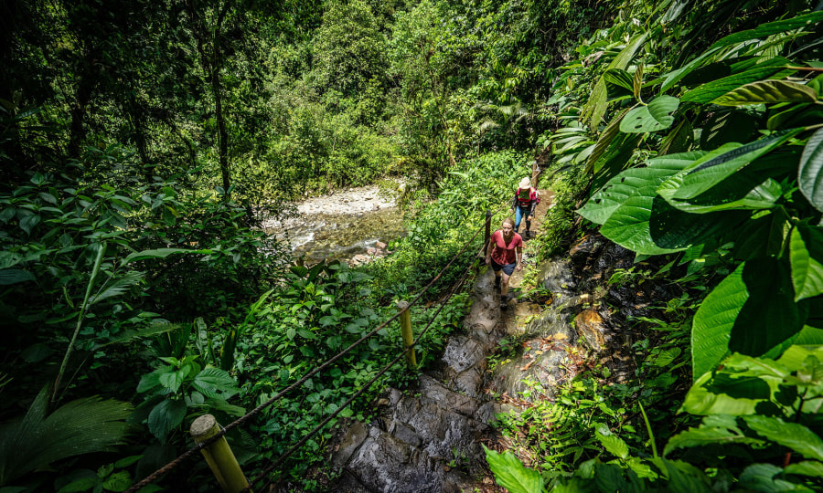 <p>Auf dem Weg mitten durch den kolumbianische Dschungel.</p>