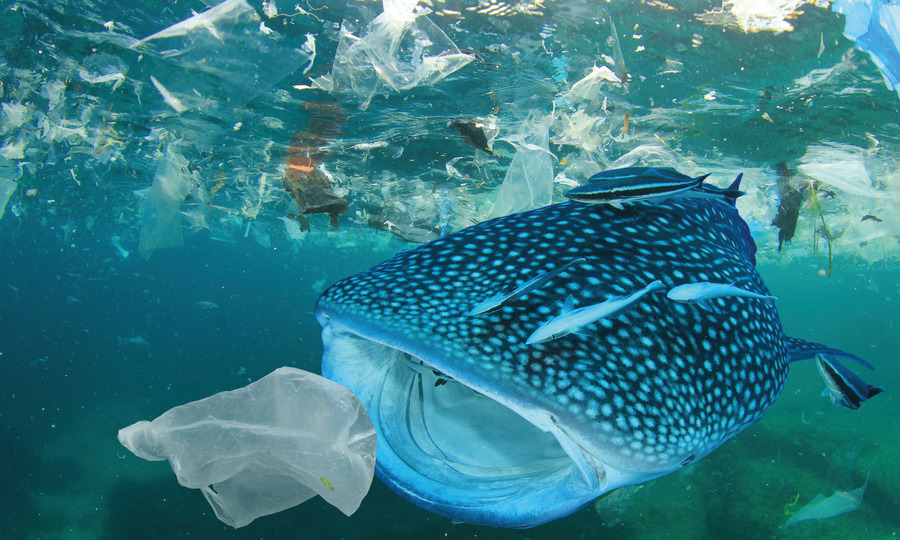 <p>Zwischen 1950 und 2015 wurden weltweit 8,3 Milliarden Tonnen Plastik produziert. Das entspricht mehr als einer Tonne pro Mensch. Nicht einmal zehn Prozent des jemals produzierten Kunststoffs sind recycelt worden.</p>