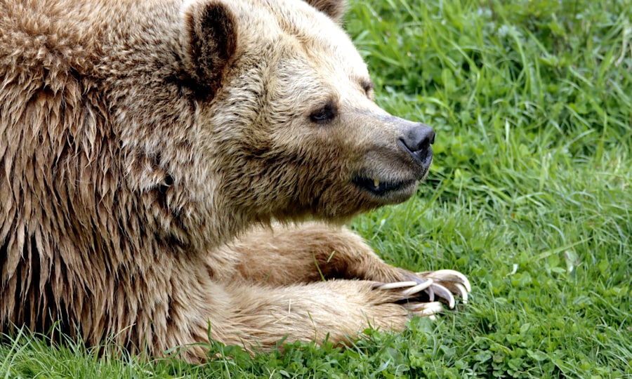<p>Braunbären sind in Teilen der Alpen wieder heimisch – Begegnungen bleiben dennoch selten. </p>
