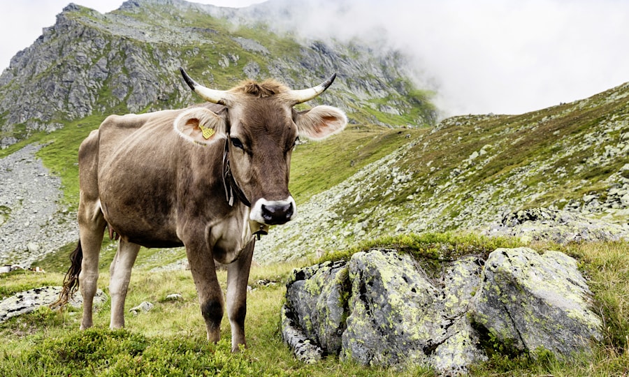 <p>Die alte Tierrassen "Montafoner Braunvieh" fühlt sich hier im alpinen Gelände Zuhause. </p>