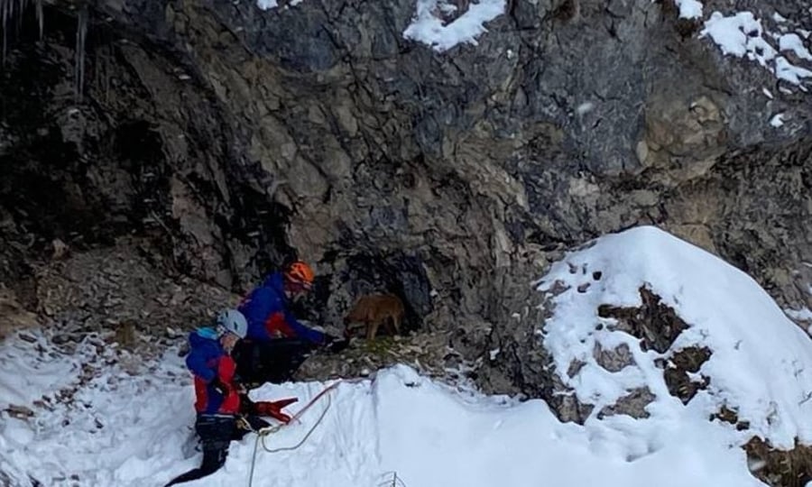 <p>In guten Händen: Der entlaufene Hund konnte von Mitgliedern der Bergwacht Füssen am 30. Dezember aus dem "Gelbe Wand"-Klettersteig gerettet werden.</p>