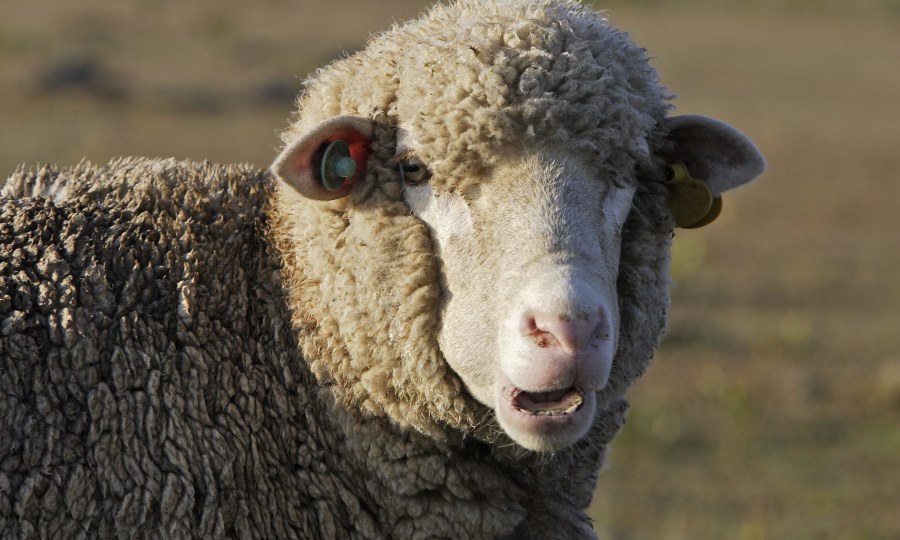 <p>Nimmt die Diskussion um statische Aufladung sichtlich gelassen: das Merino-Schaf.</p>