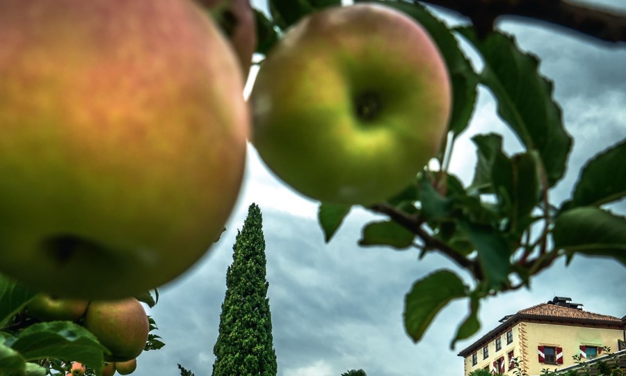 Im Spätsommer und Herbst ist
Apfelzeit! Vom Garten in die
Küche: Das Obst wächst beim
Golserhof rund ums Haus.