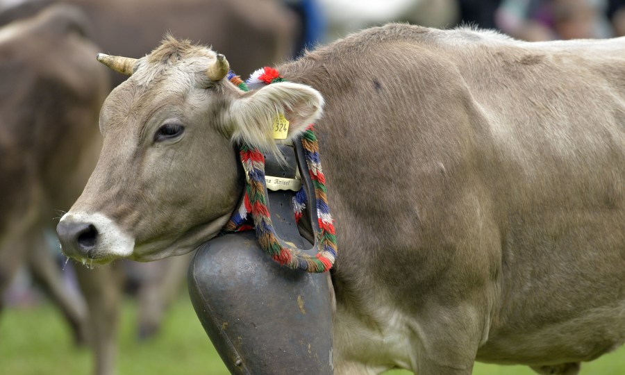 Für viele gehört das Glockengeläut der Kühe zu den Alpen wie der Enzian und Edelweiß. Dabei variiert die Größe der Glocke durchaus (siehe Bild unten).