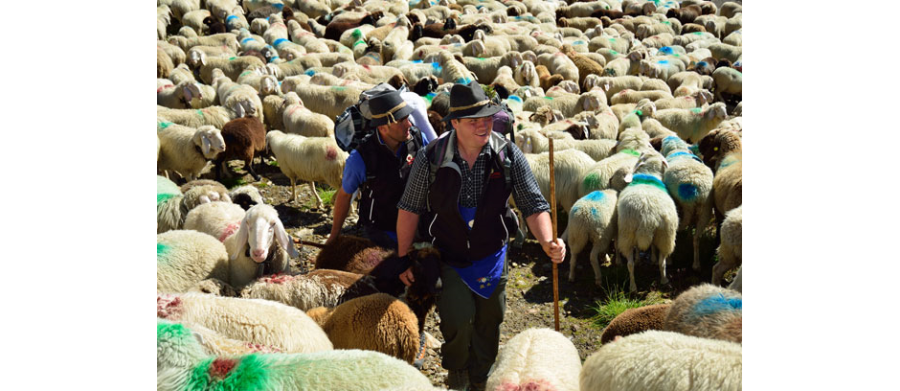 ALPIN 09/2013: Die Schafe im Schnalstal