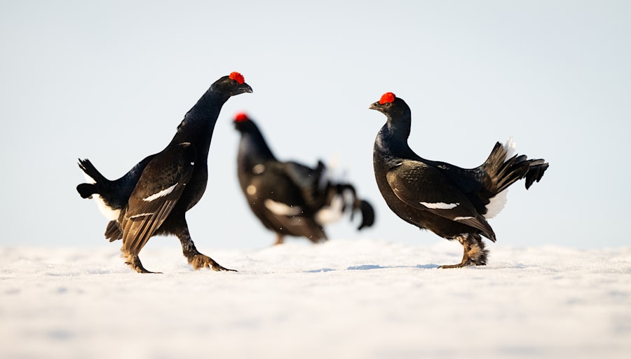 ALPIN Fotowettbewerb "Tierische Begegnungen": Die Siegerbilder der Jury