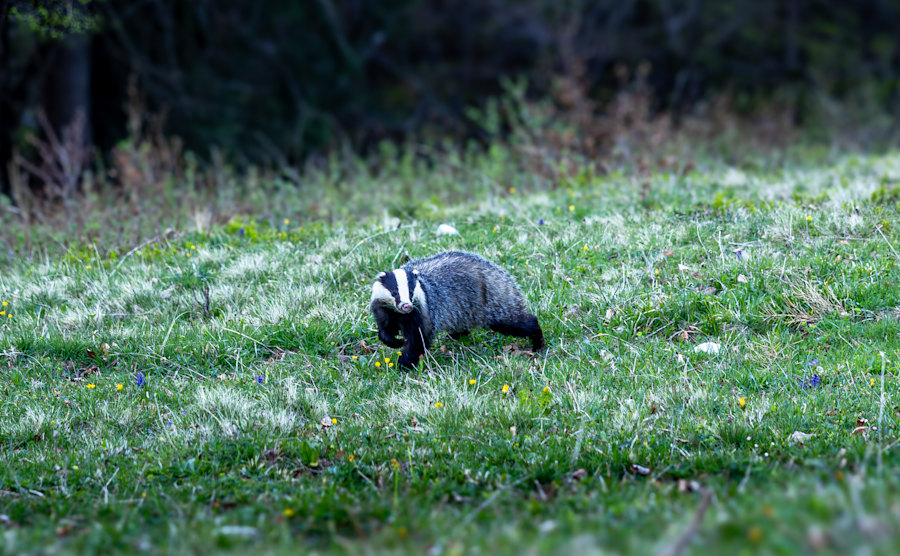 ALPIN Fotowettbewerb "Tierische Begegnungen": Die Favoriten der Community
