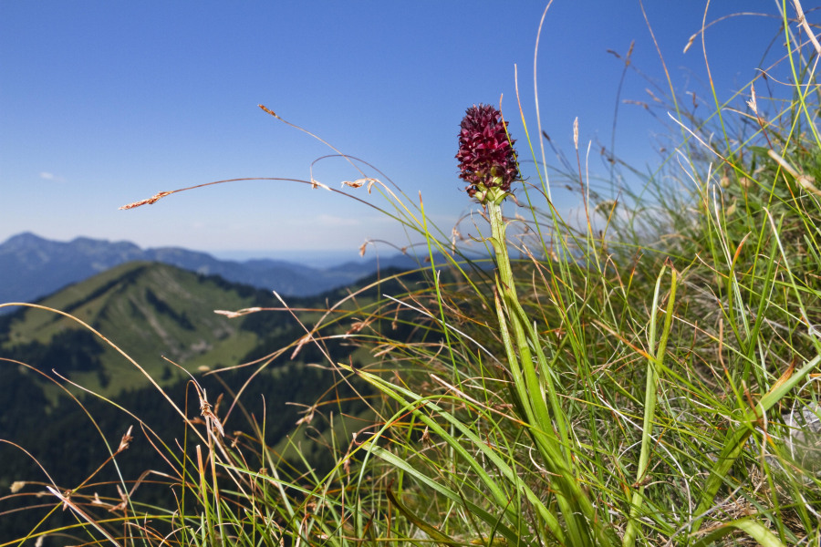 Schwarzes Kohlröschen