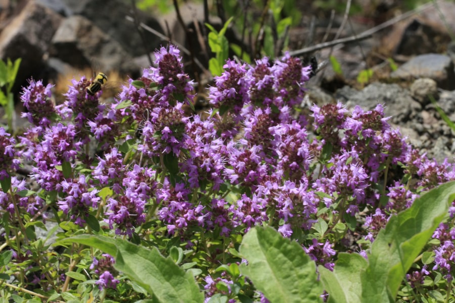 Wilder Thymian