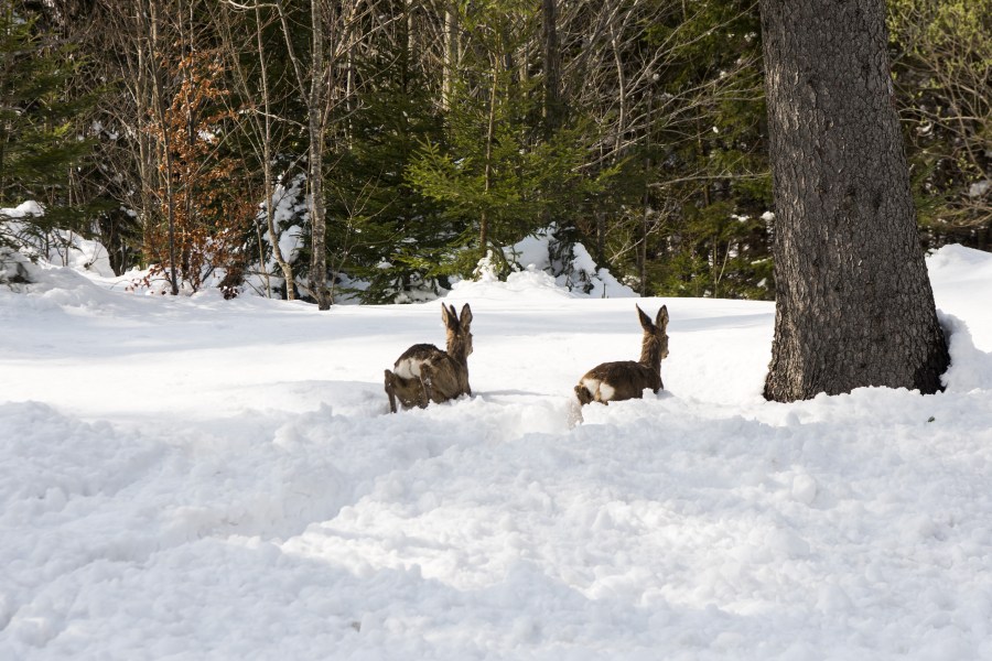 Zum Versacken: Faulschnee