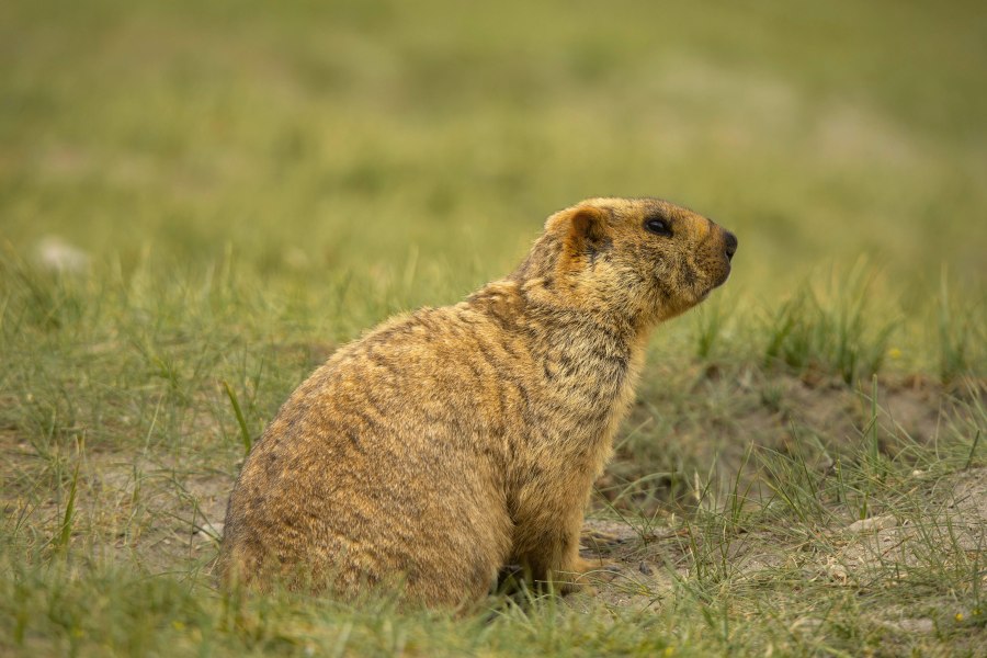 Wissenswertes über Murmeltiere: Der Größte