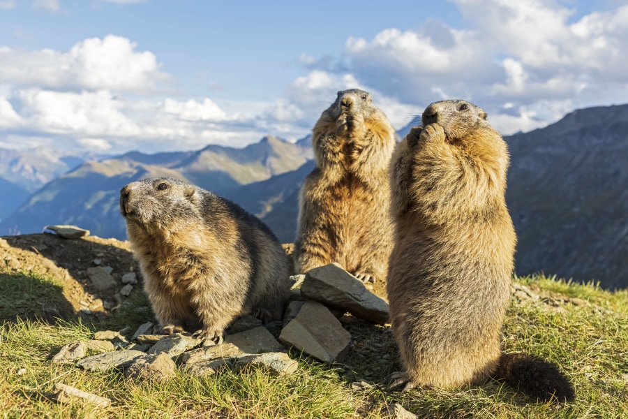 Wissenswertes über Murmeltiere: Steinalt?