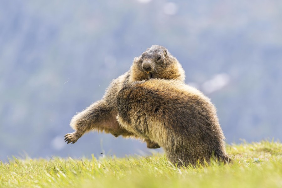 Wissenswertes über Murmeltiere: Der Name