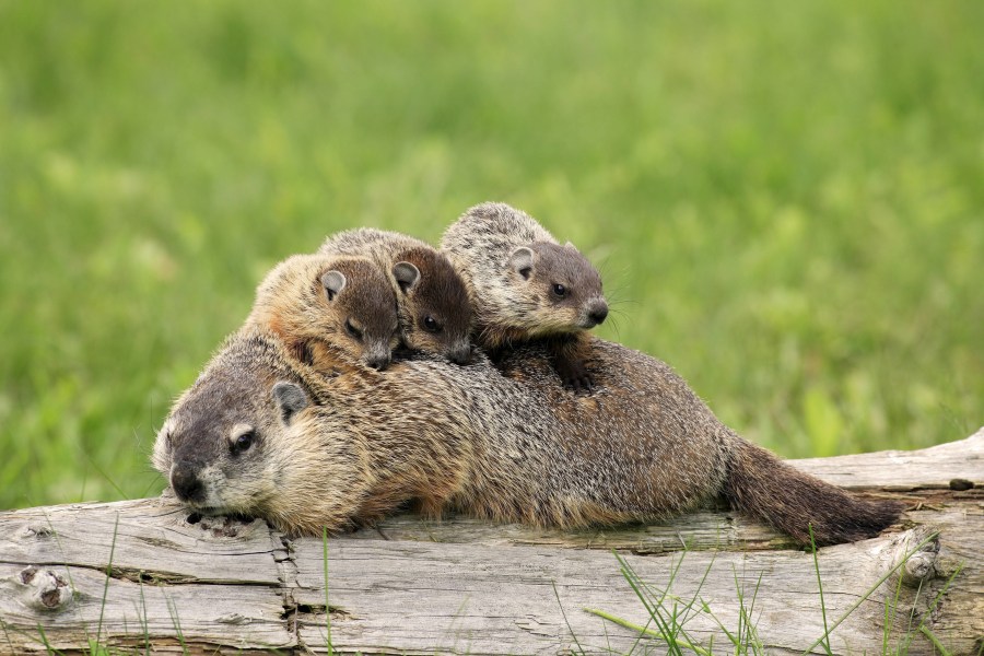 Wissenswertes über Murmeltiere: Familie auf die 1